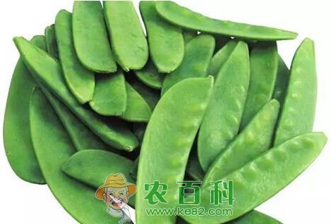 扁豆栽培技术要点、播种时间是什么时候?
