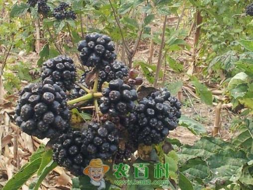 剌五加籽的功效与作用、泡水的方法