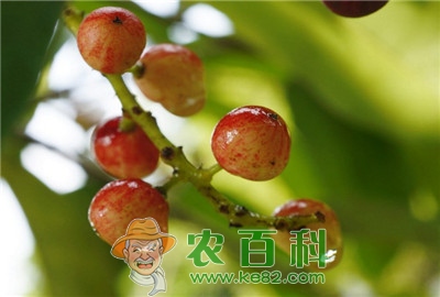 提升五味子优质高产的栽培技术