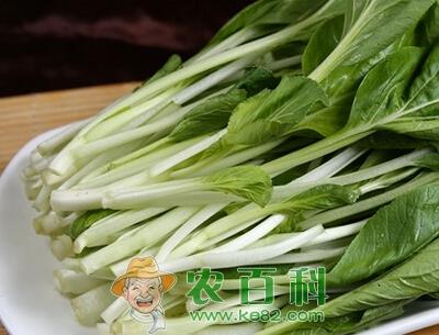 早春大棚有机小白菜栽培技术