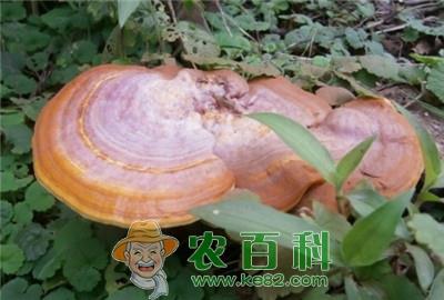 能让灵芝丰产的栽培技术