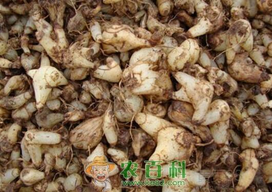 白芨的种植成本和效益分析（按100亩规模种植白芨计算）