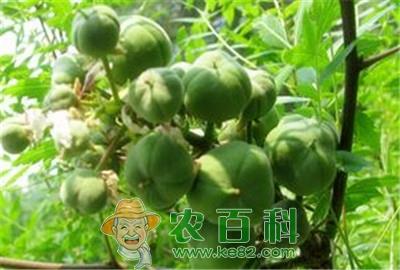 文冠果的发展前景