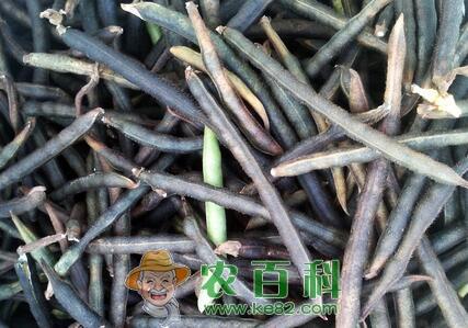 绿豆高产栽培技术4大法