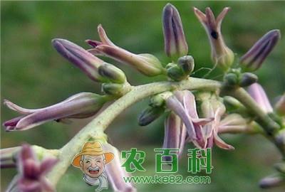 知母的优质高产栽培技术