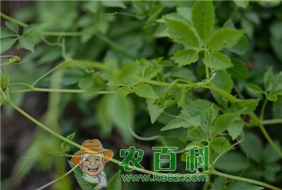 家种绞股蓝的栽培技术