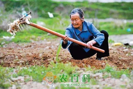 农村有没有亩产万元的农作物？听听老农怎么说