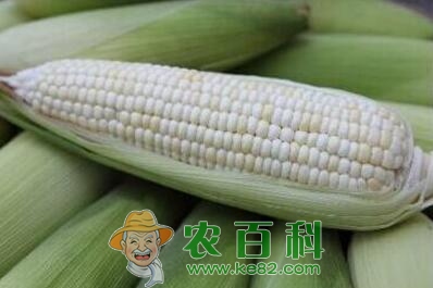 种植早熟甜糯玉米市场销路好1斤价格5元左右