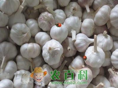 大蒜原产地在西亚和中亚 中国优质大蒜产地首推山东