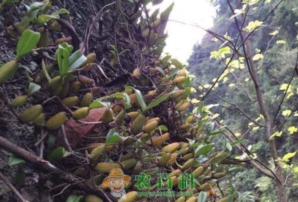 农村这种长在石壁上的“仙桃”，是名贵的补药，功效堪比人参！