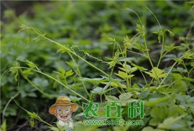 家种绞股蓝的栽培技术