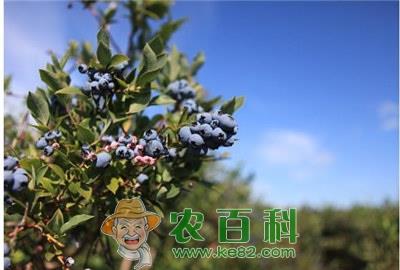 蓝莓的生长规律