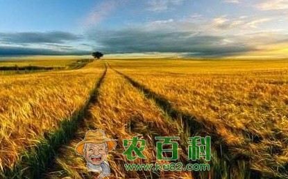 农村土地方面3大骗局，农民一定多个心眼，避免上当受骗！