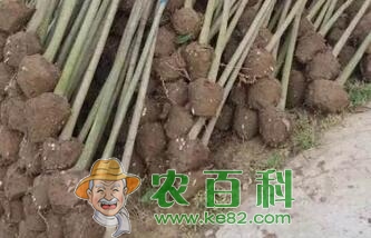 种在院子里的枇杷树能长多高?栽下几年后能结果?