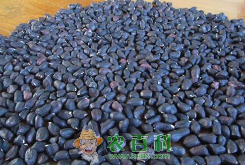 紫花生怎么种才高产?附紫花生高产科学种植技术
