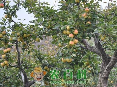 梨树的需肥特点以及丰产施肥技术、时间