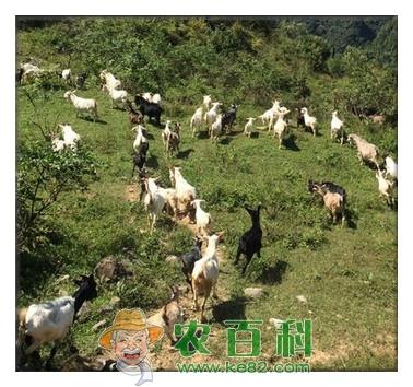 养羊如何拿补贴？拿到补贴需要什么手续3