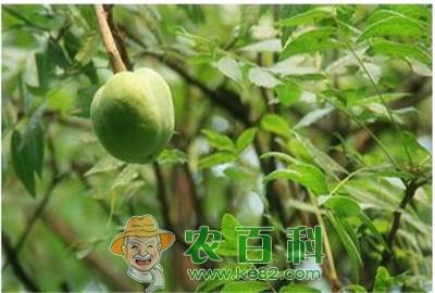 文冠果的发展前景