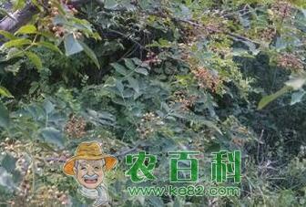 花椒树能活多少年?栽下几年后可以结果?