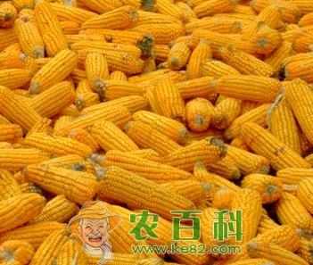 秋粮