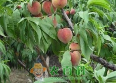 山东肥城桃树种植亩均收入过万（提升品质找回老味道）