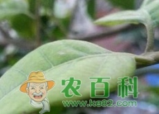 南方的龙眼树和桂圆树一般种下几年后可以开花结果？