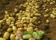 马铃薯上市迎高峰（山东产地土豆价格同比去年降低了20%）