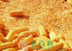 华北市场玉米价格为