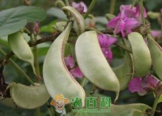 扁豆栽培技术要点、播种时间是什么时候？