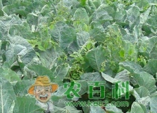有机花椰菜秋季露地栽培要点