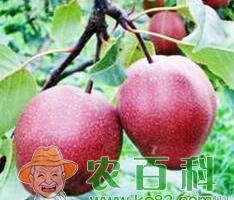 山东沂南:红梨新品种（全红型）选育试种成功