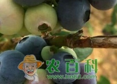 蓝莓树长什么样？