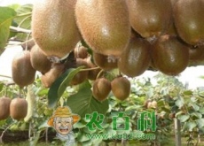 我国猕猴桃自有品牌发展前景可期