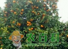 种在院子里的枇杷树能长多高？