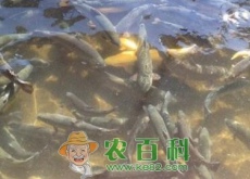 河南栾川（冷水鱼养殖带村民走上致富路）