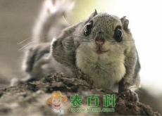 农民养起了“会飞的老鼠”，靠卖老鼠屎赚钱（日收入过百）