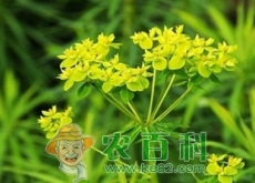 知母的优质高产栽培