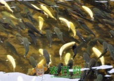 虹鳟鱼养殖的雌雄鉴定