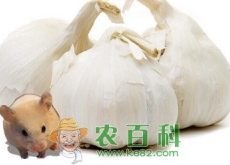 大蒜原产地在西亚和中亚 中国优质大蒜产地首推山东 大蒜原产地在西亚和中亚 中国优质大蒜产地首推山东