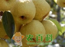 梨树的需肥特点以及丰产施肥技术、时间