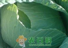 秋季露地有机甘蓝栽培技术
