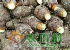 土豆、青稞、芋头什么时候成熟？