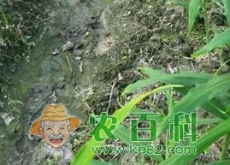 日常调味蔬菜生姜、大蒜、洋葱发芽了还能吃吗？