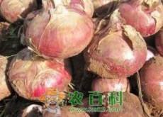 洋葱市场价格大幅下