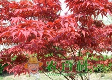 红枫种植技术(红枫种植方法)