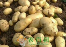 土豆多少钱一斤（最新土豆价格行情走势分析）