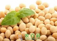 今年不种玉米、种大豆（盲目改种有风险（这几点要先考虑好））