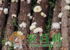 湖北地区适合种哪三种食用菌? 湖北地区适合种哪三种食用菌?