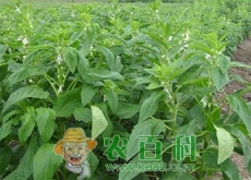 有机茄果类蔬菜病虫草害综合防治