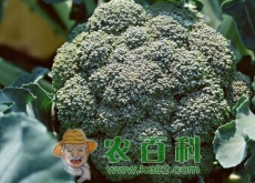 春季有机青花菜栽培技术